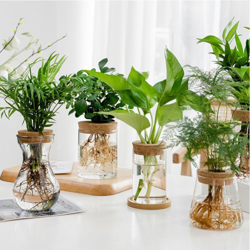 Transparent Hydroponic Flower  - огляд і ціна Aloe Vera Pot