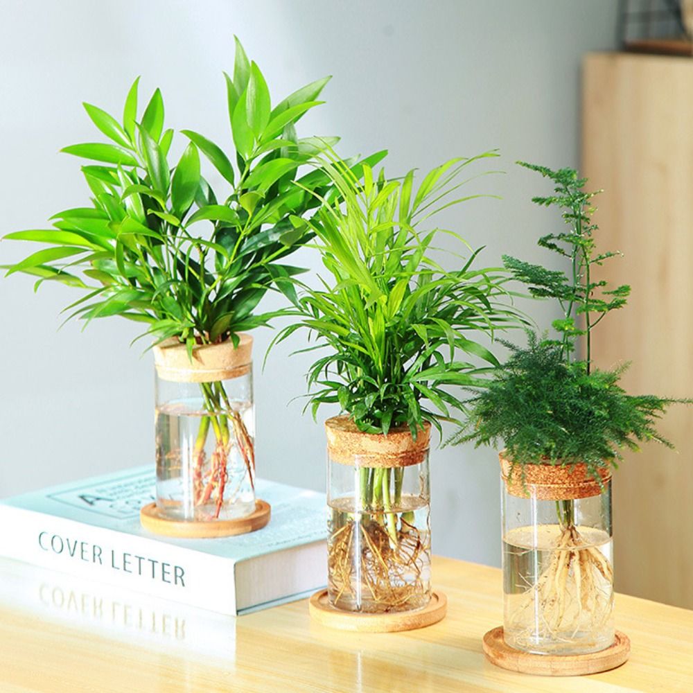 Transparent Hydroponic Flower  - огляд і ціна Aloe Vera Pot
