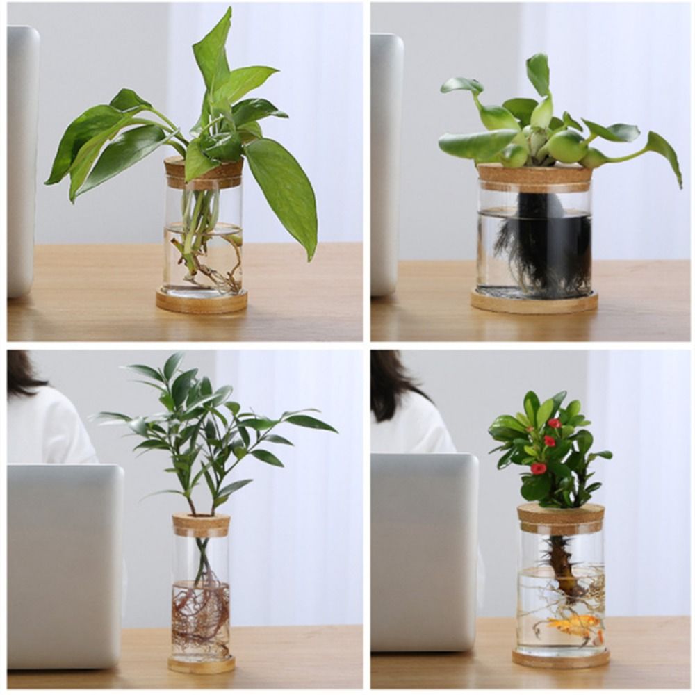 Transparent Hydroponic Flower  - огляд і ціна Aloe Vera Pot