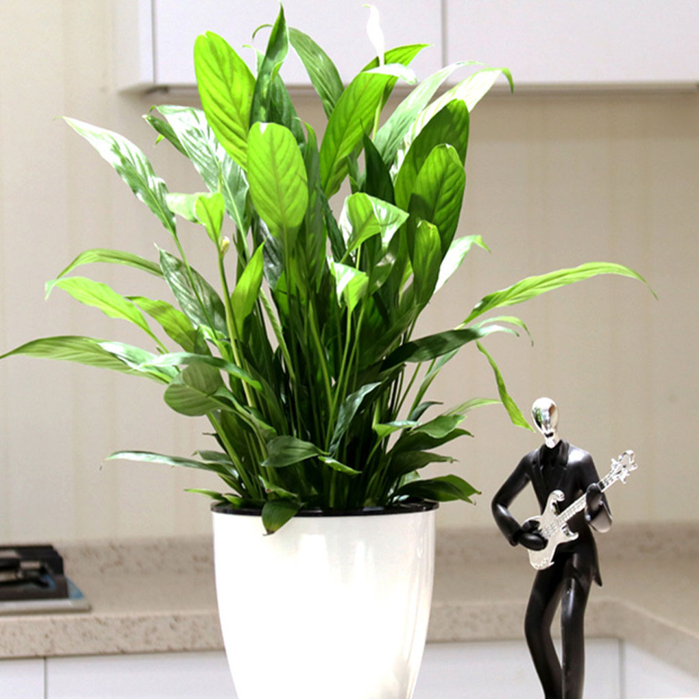 White Portable And Eco-friendl - огляд і ціна Aloe Vera Pot