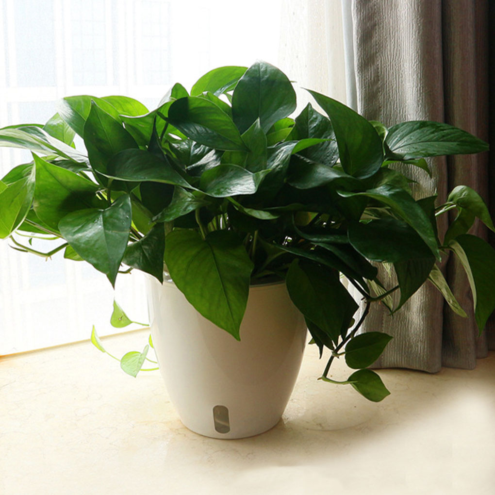 White Portable And Eco-friendl - огляд і ціна Aloe Vera Pot